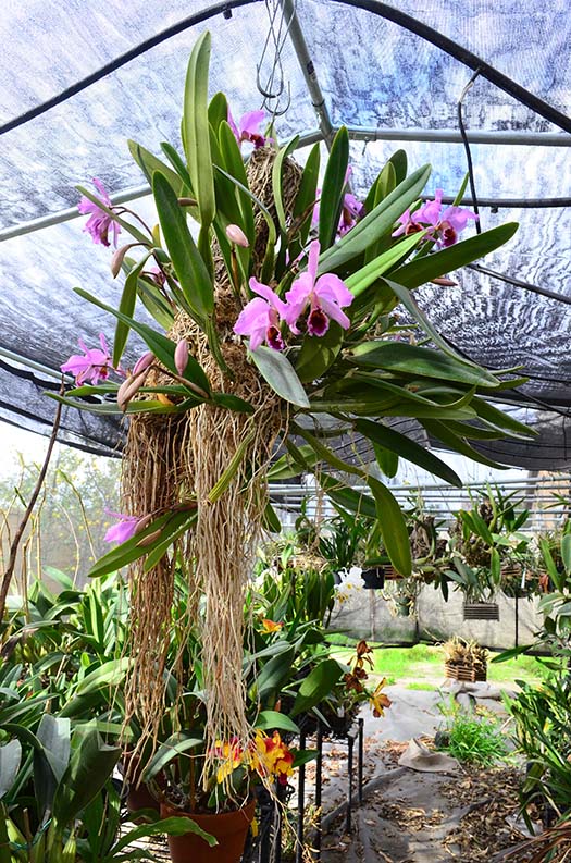 Southern California Orchid Species Society 22019